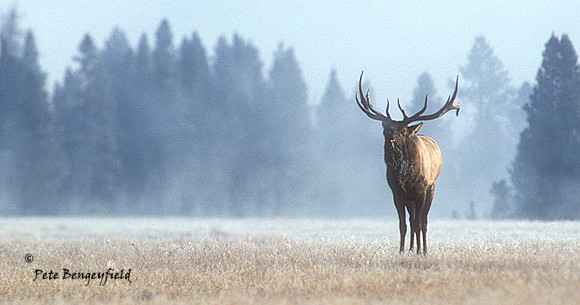 elk-1238-k
