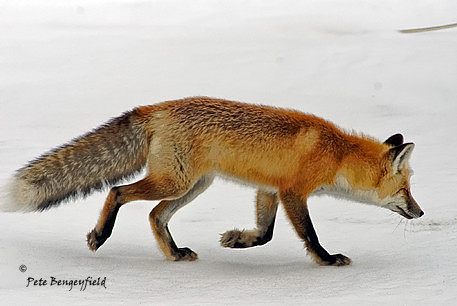 fox-490-d