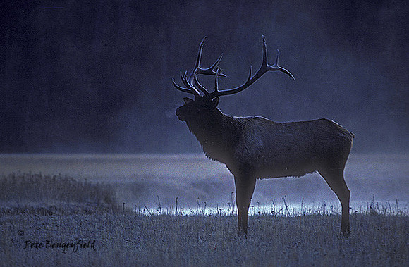 elk-0093-k