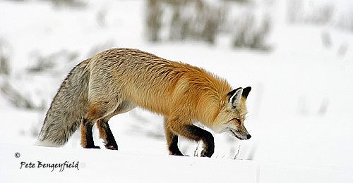 fox-492-d