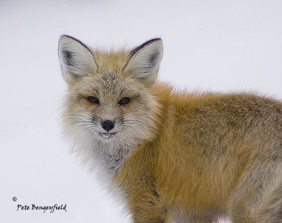 fox-369-d