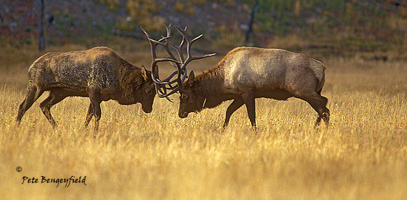 elk-2872-F