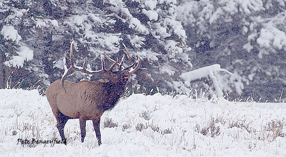 elk-4749