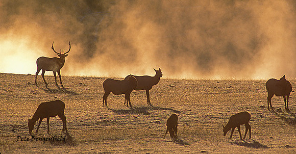 elk-4301-F