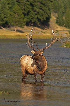 ELK-4499-d