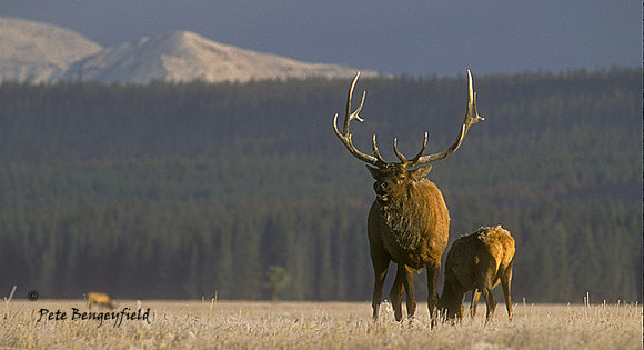 elk-1135-k