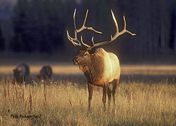 elk-2148-K