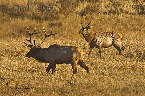 elk-4860-d