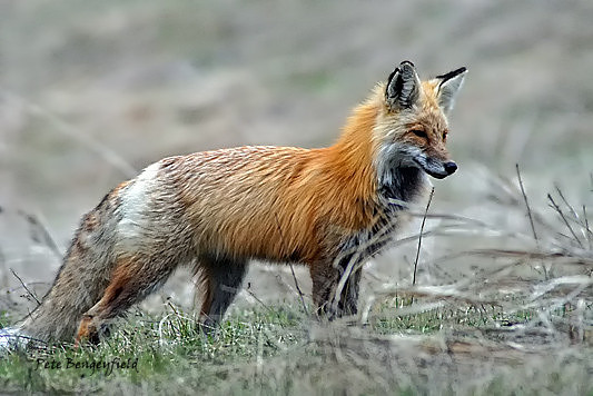 fox-489-d