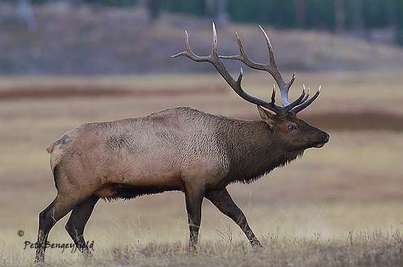 ELK-4538