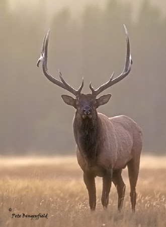 elk-0875-k