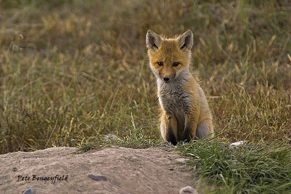 fox-389-d