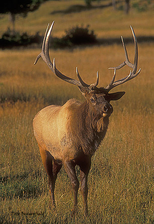 elk-2375-f