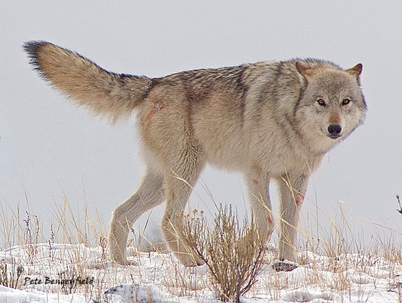 Alpha female, Canyon Pack