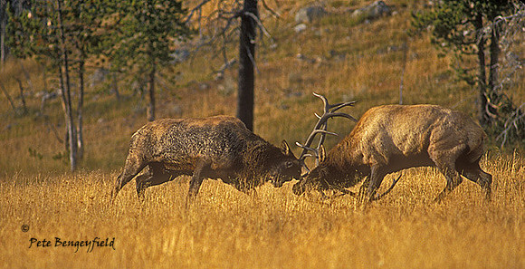 elk-2875-f