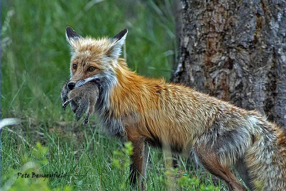 fox-488-d
