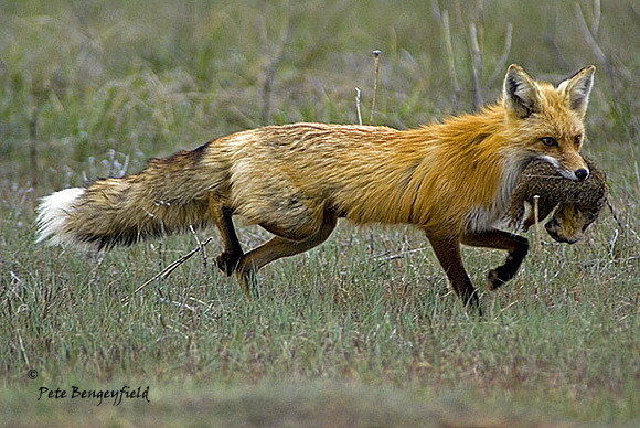 fox-372-d