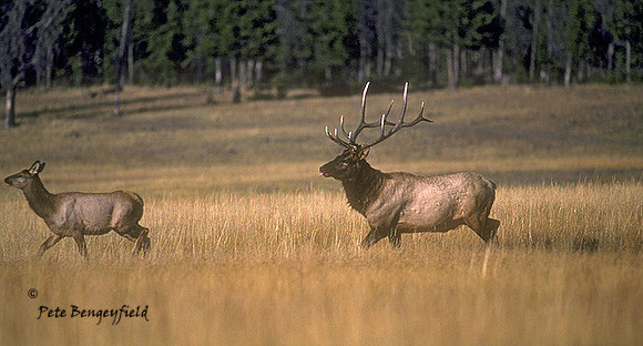 elk-0821-K