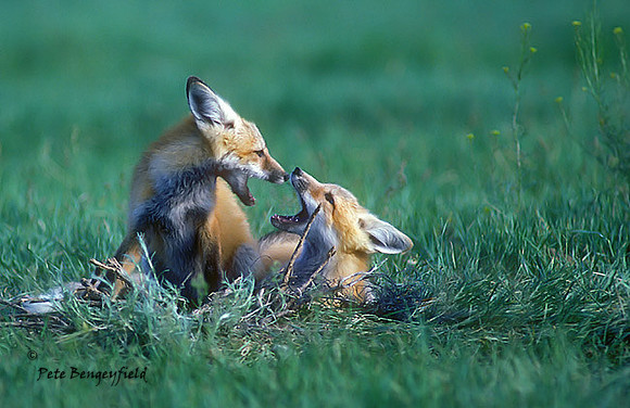fox-170-f