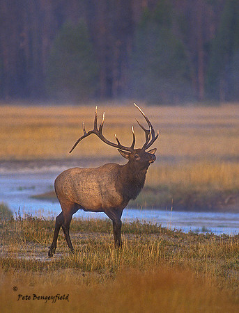 elk-2637-f