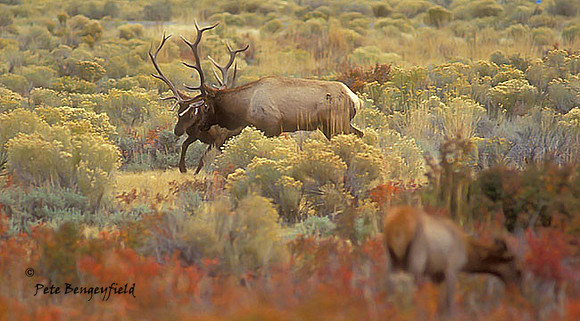 elk-2497-f