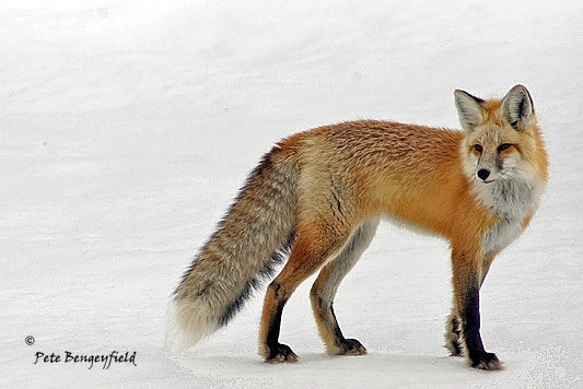 fox-491-d
