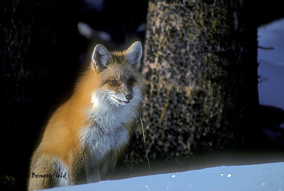fox-020-k