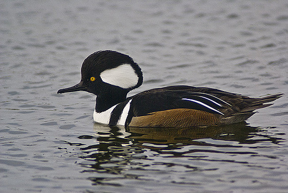 duc-402-d