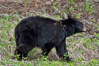 Black Bears