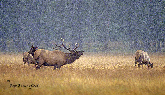 elk-2773-F