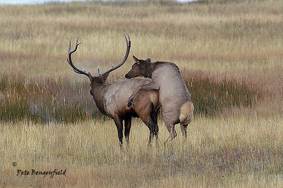 ELK-4561