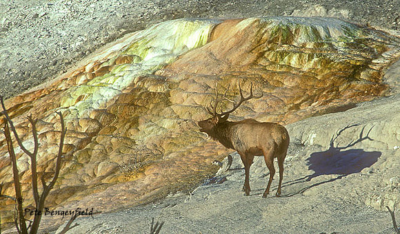 elk-1740-k