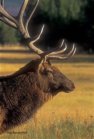 elk-2402-f