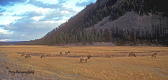elk-1245-k