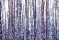 Ice/Snow
