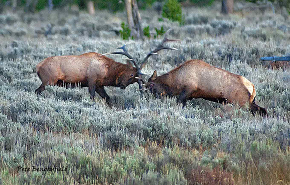elk-4946-d