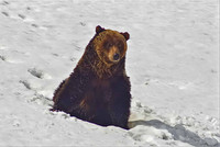 Grizzly Bears (Lower 48)