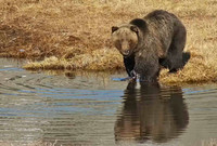 Grizzly Bears (Lower 48)
