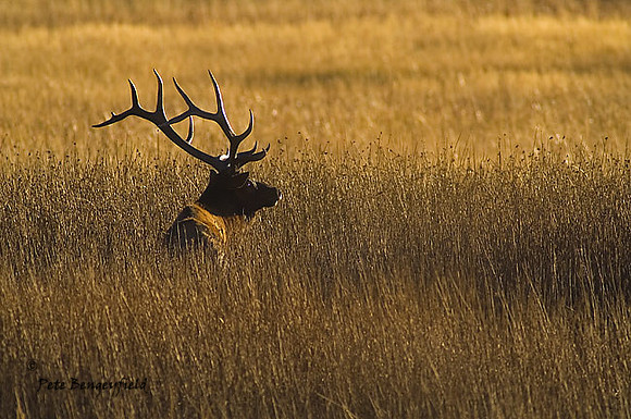 elk-4779-d