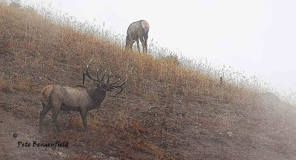 elk-4935-d