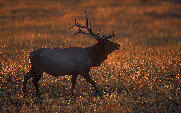 elk-3603-F