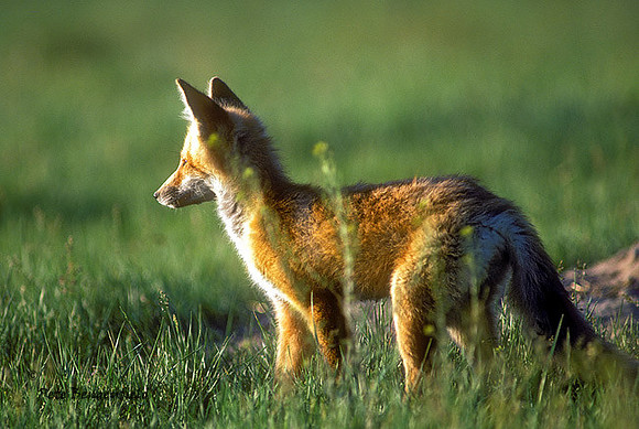 fox-155-k