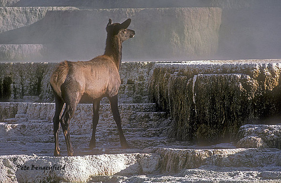 elk-655-k