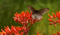 Insect