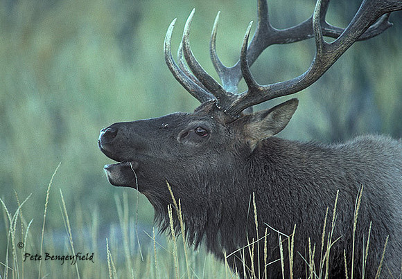 elk-1819-K