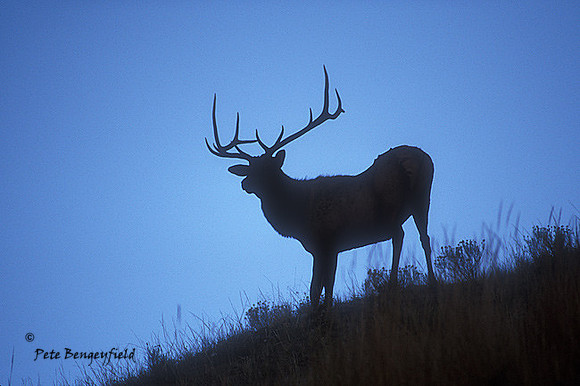 elk-3147-f