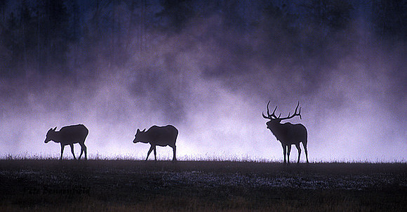 elk-3431-f