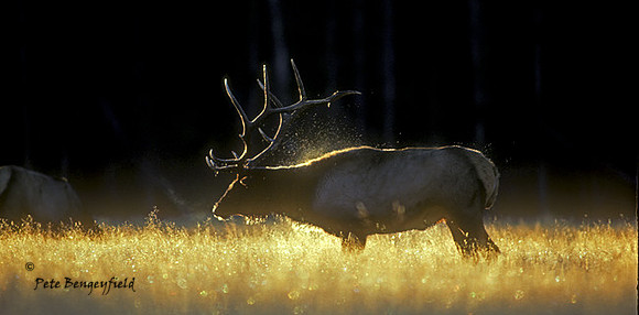 elk-1755-k