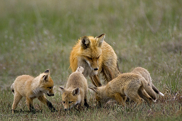 fox-388-d