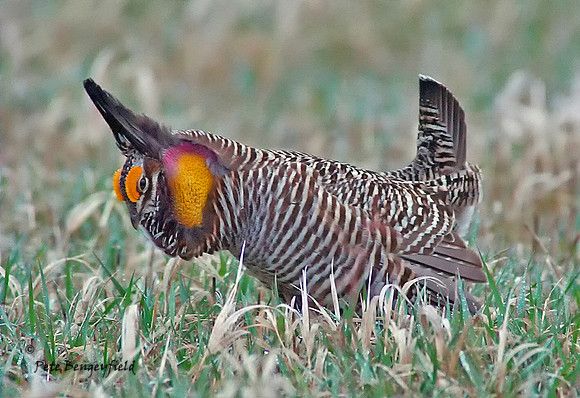 Boomer I